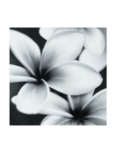 Flower Grey Composition 75X75