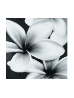 Плитка Flower Grey Composition 75X75
